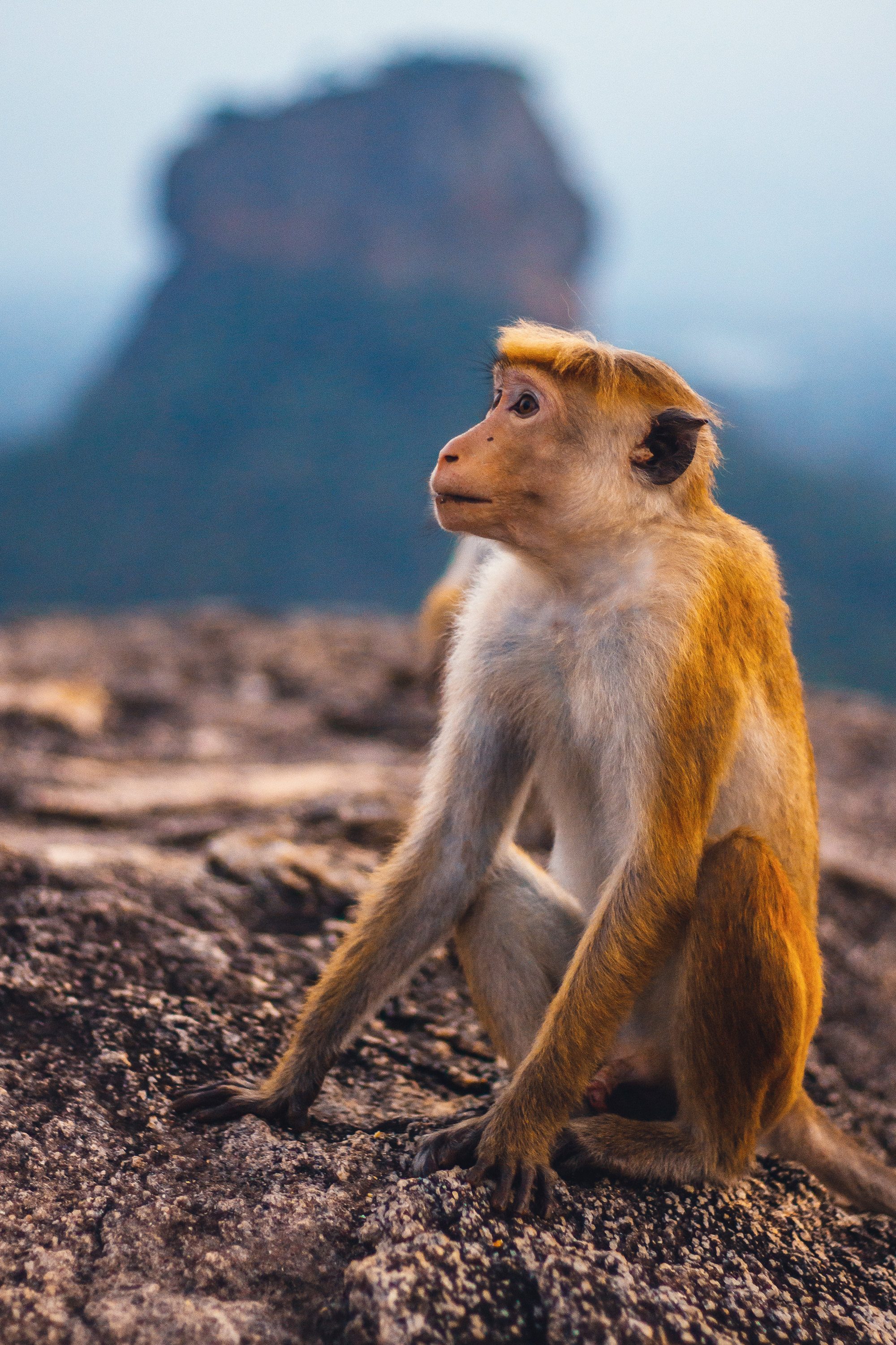 Little monkey is sitting on the rock in Sri Lanka and beautiful Sigiriya rock view.