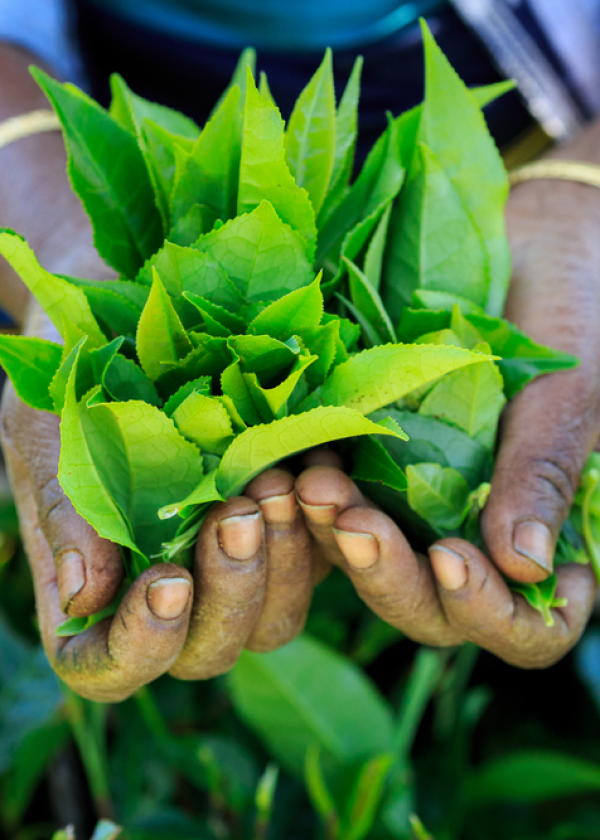 Tea Trails of Nuwara Eliya