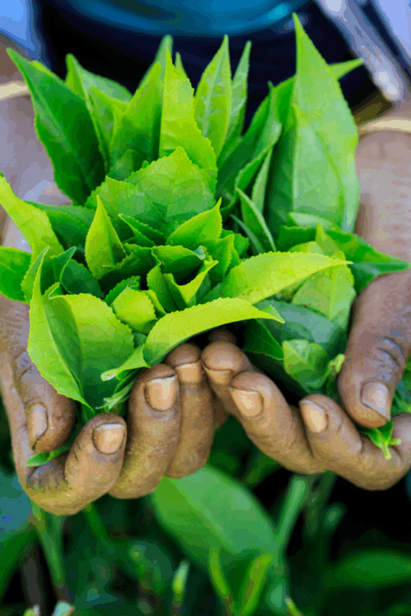 Tea Trails of Nuwara Eliya