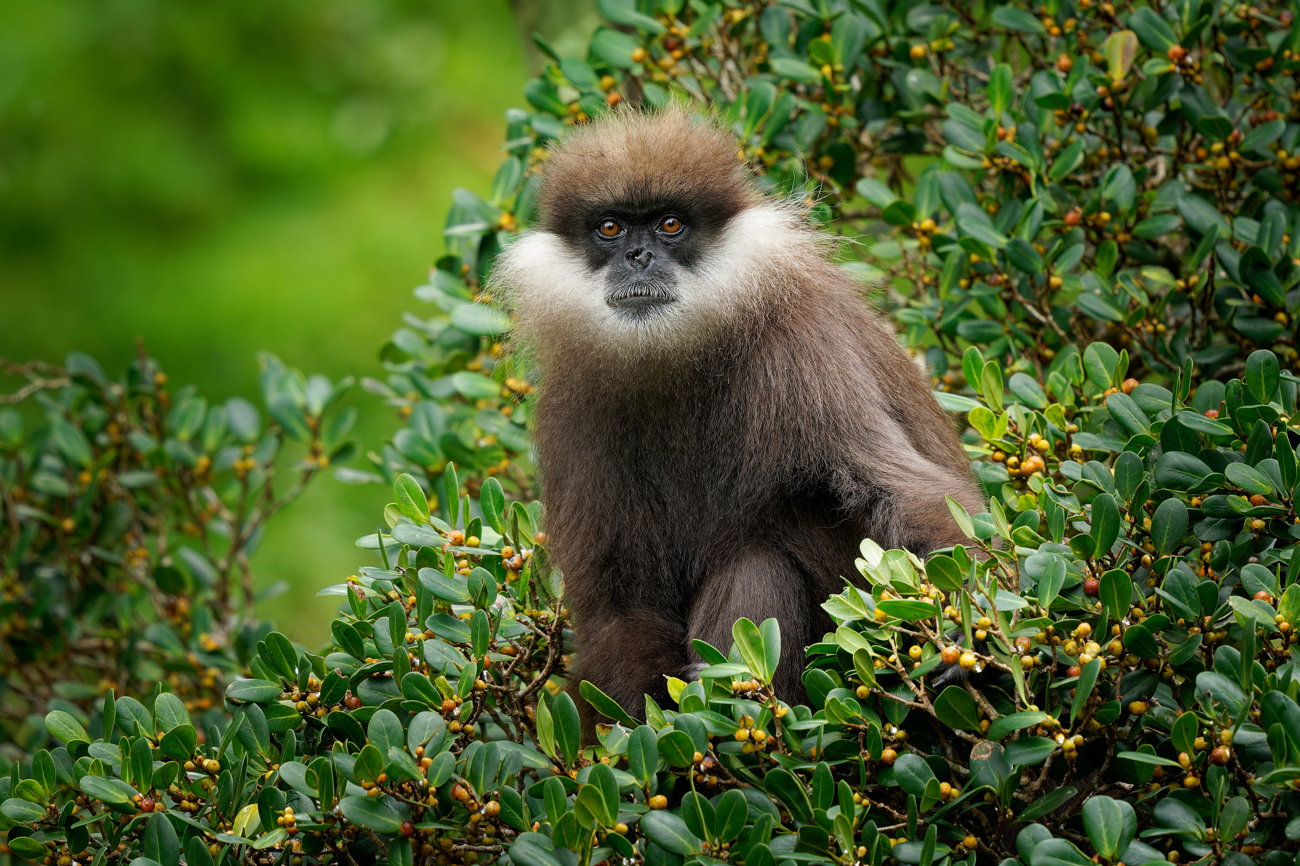 Purple-faced langur Semnopithecus vetulus also purple-faced leaf monkey, Old World monkey that endemic to Sri Lanka, long-tailed arboreal monkey, eating leafs and blossoms in the jungle.